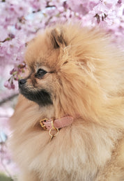 Roze Dunne Hondenhalsband