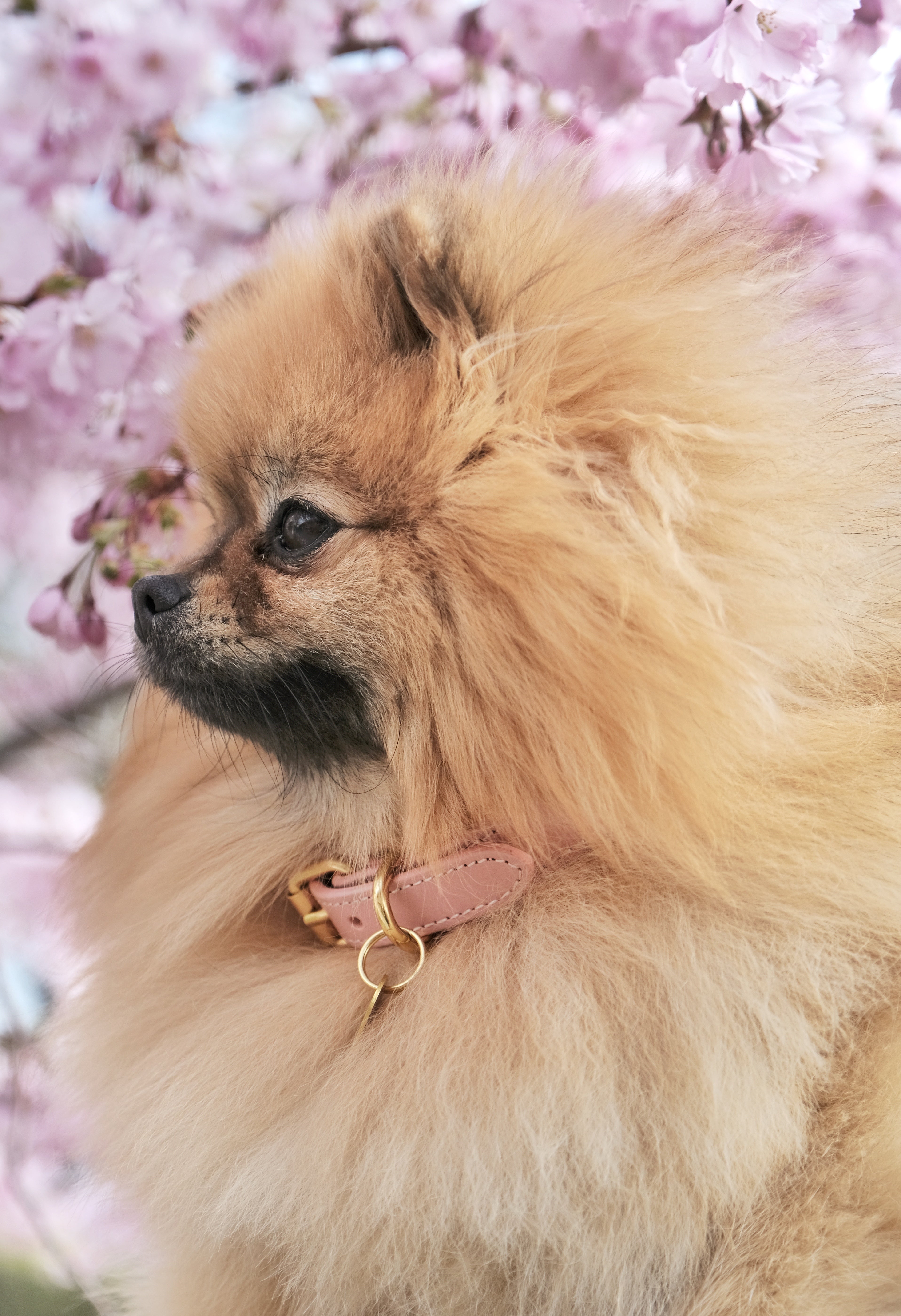 Roze Dunne Hondenhalsband