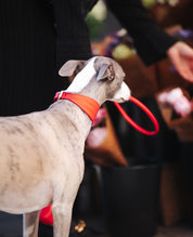 Pure Rode Gevlochten Hondenhalsband Breed