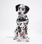 Reflecterende Zilveren Hondenhalsband Breed