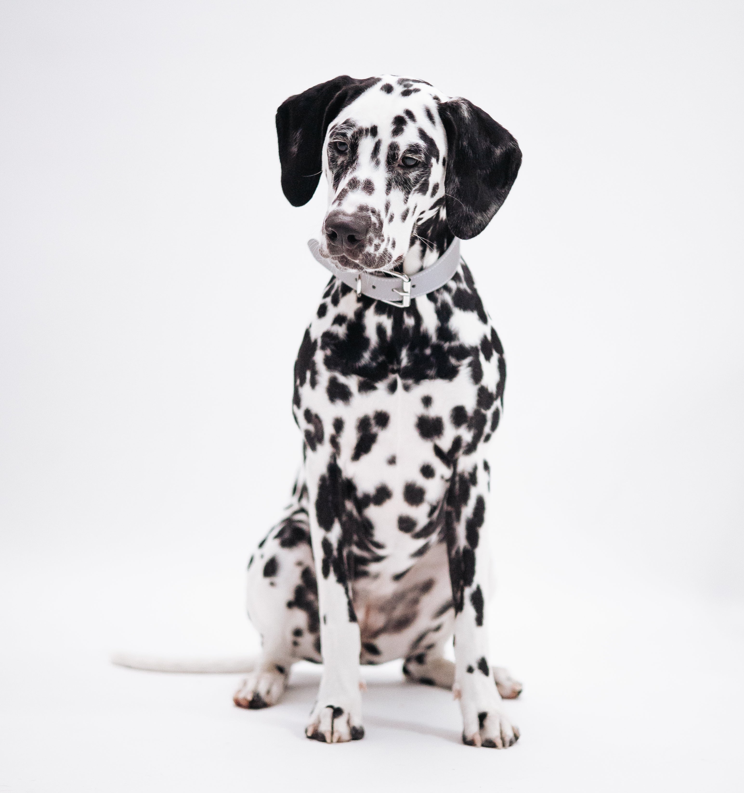 Reflecterende Zilveren Hondenhalsband Breed