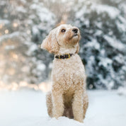 Santa Paws Christmas Dog Collar Thin