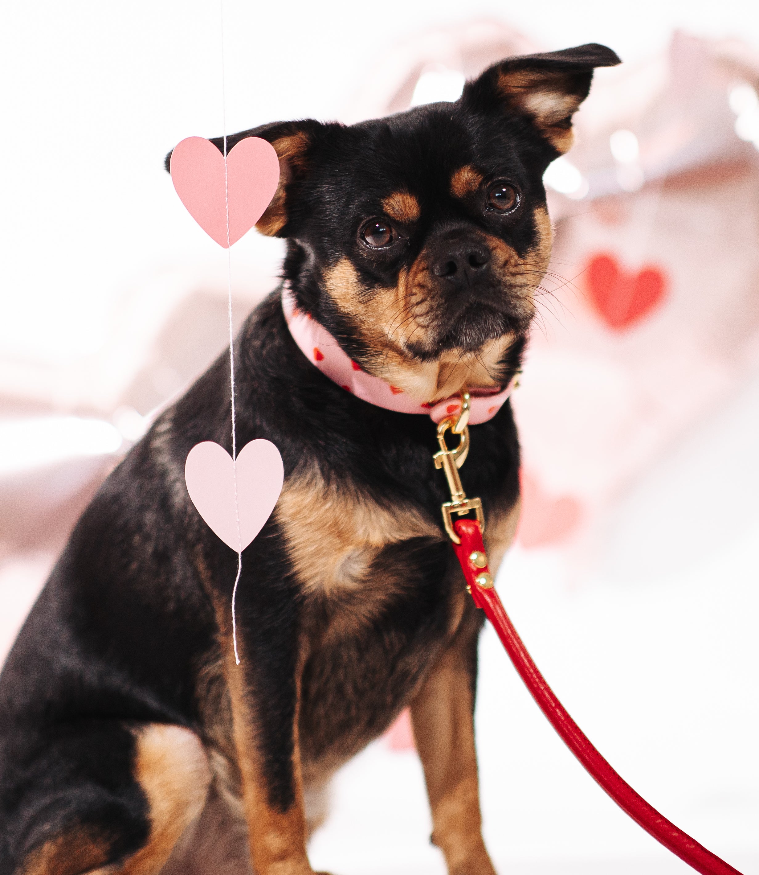 Liefde Hondenhalsband Dun