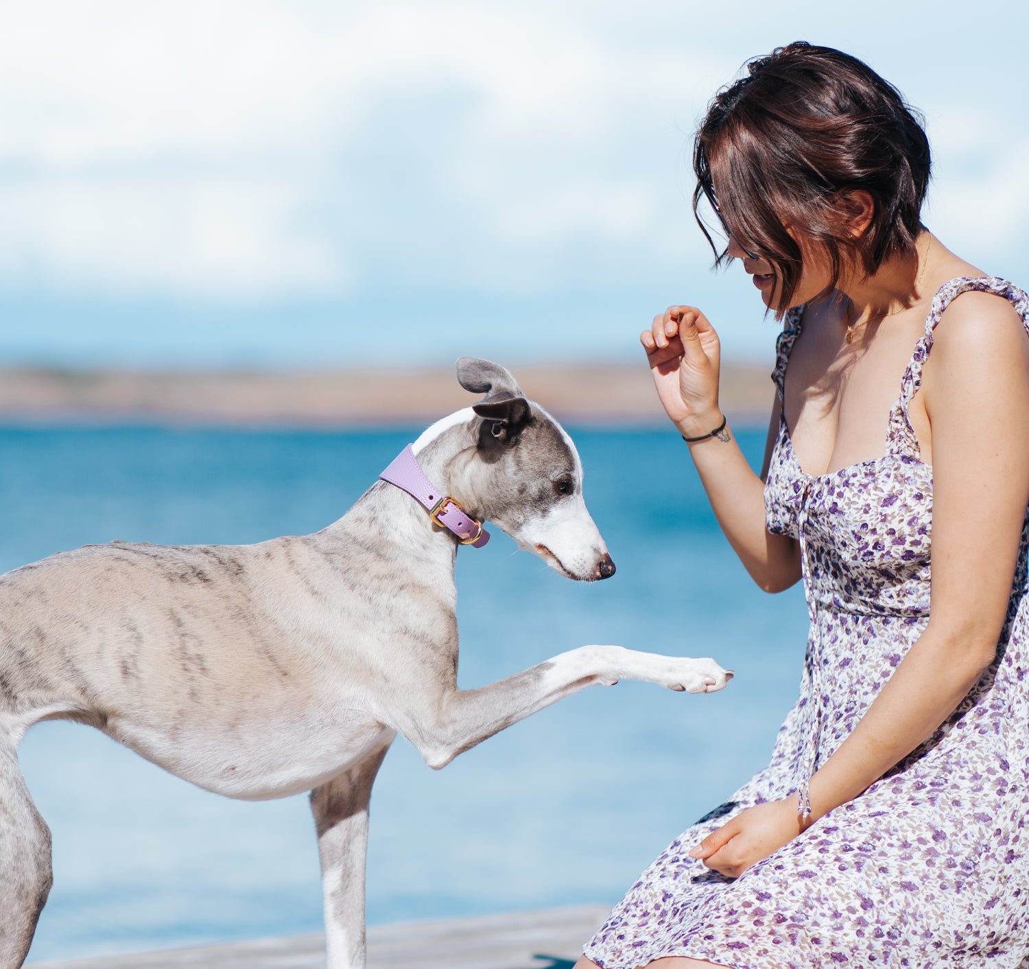 Breed Violet Hondenhalsband