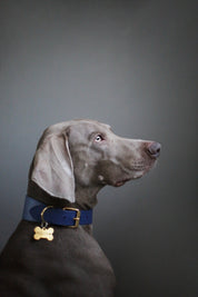 Donkerblauwe Brede Hondenhalsband
