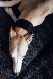 Zwarte Krokodillenhondenhalsband Breed