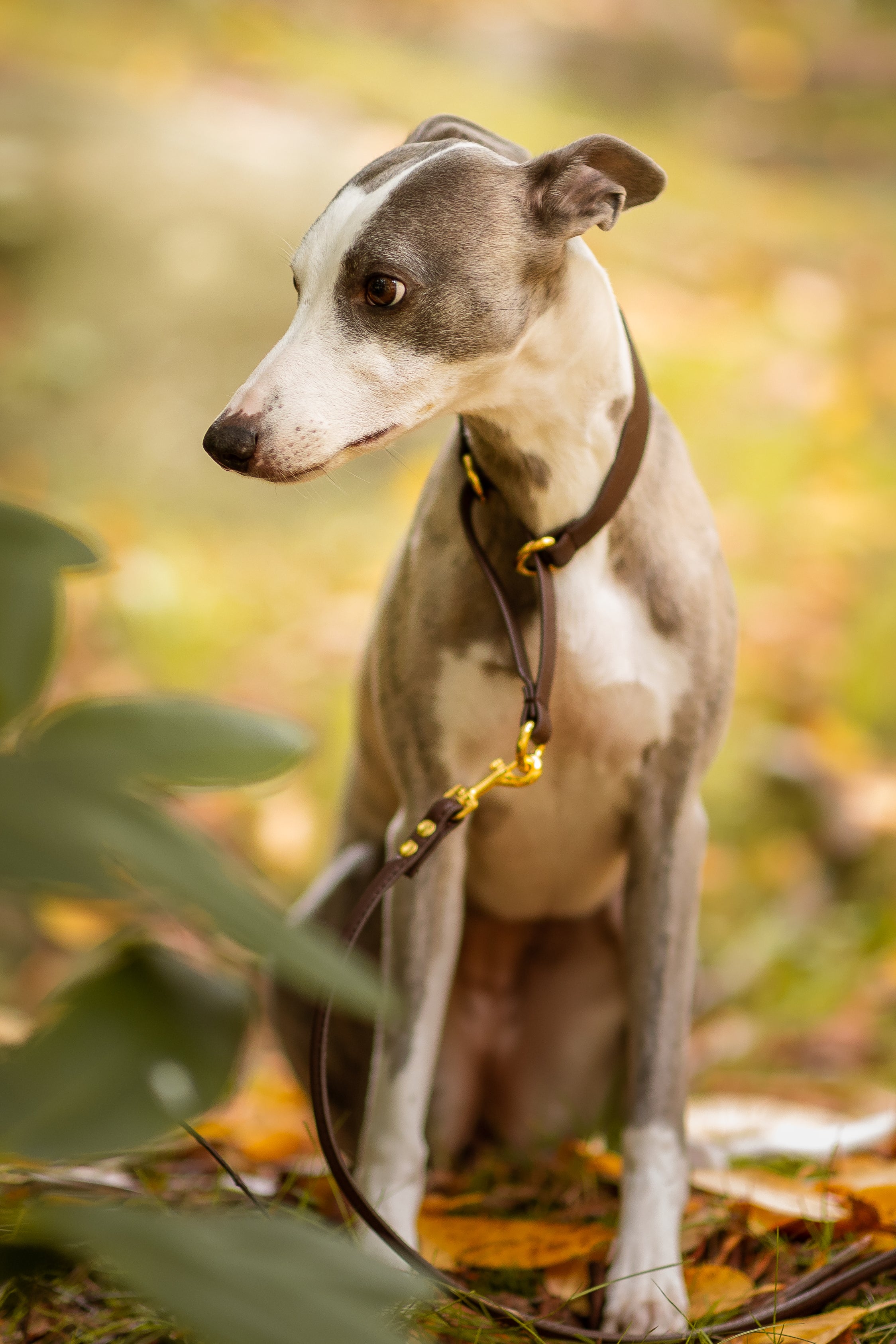 Koffiebruin Martingale Halsband voor Honden (Breed)