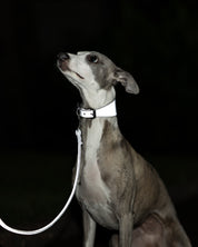 Reflecterende Zilveren Hondenhalsband Breed