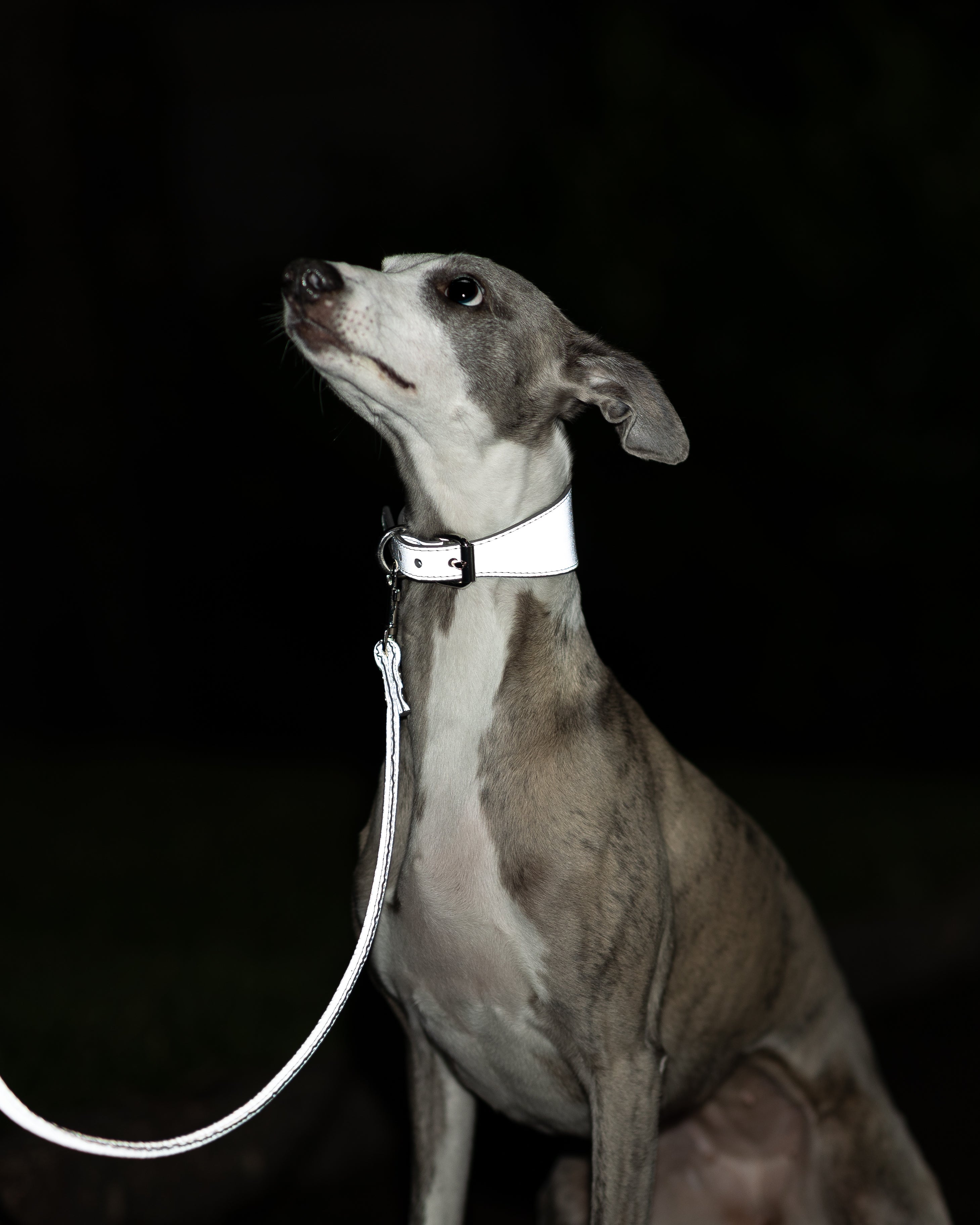 Reflecterende Zilveren Hondenhalsband Breed