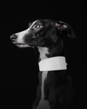 Witte Krokodillenhalsband Breed