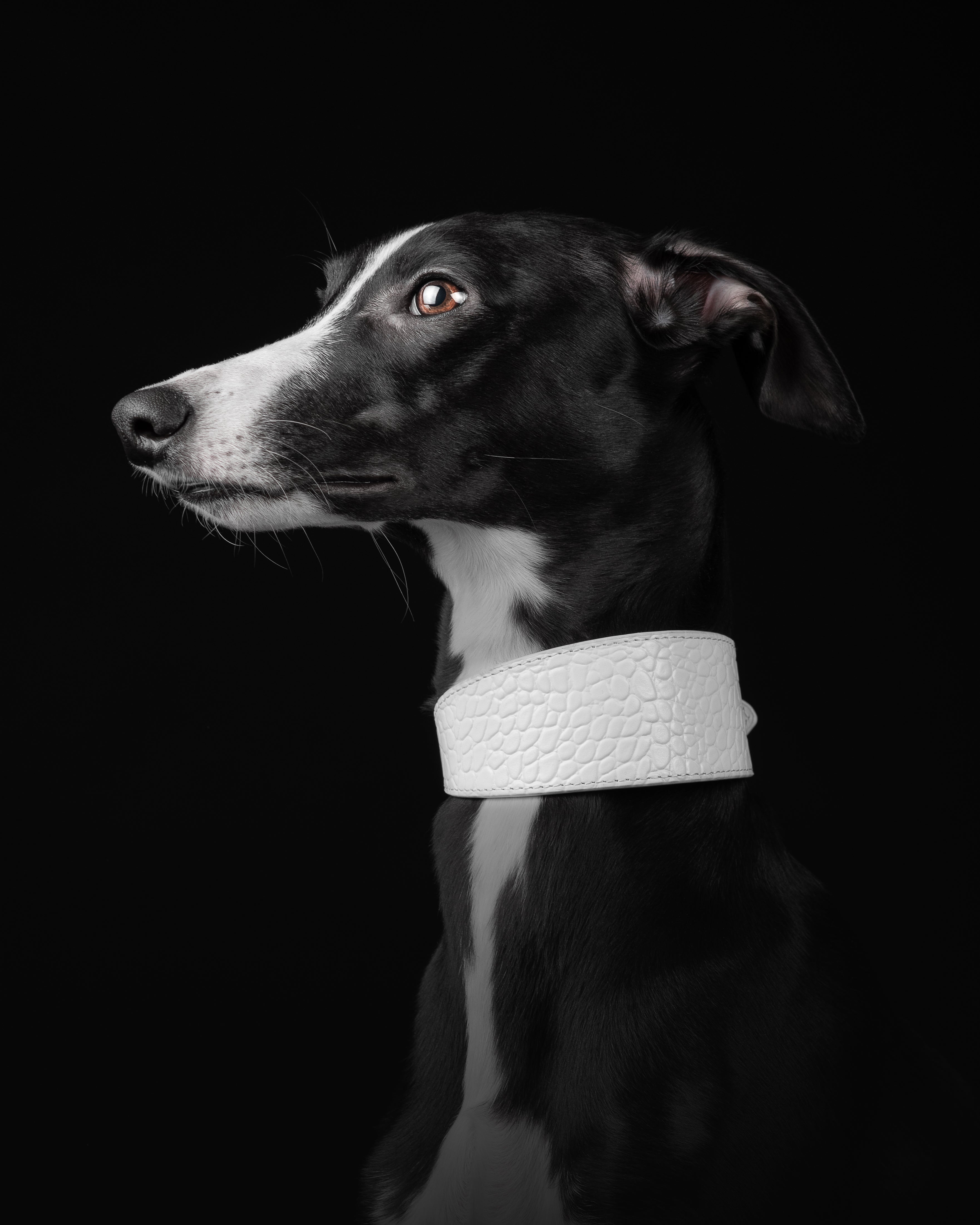 Witte Krokodillenhalsband Breed