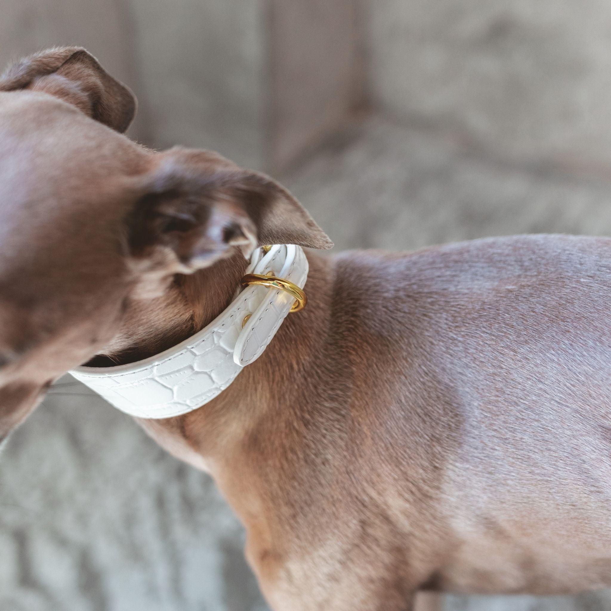 Witte Krokodillenhalsband Breed