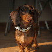 Dunne Witte Hondenhalsband