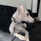 Zebra Hondenhalsband Breed