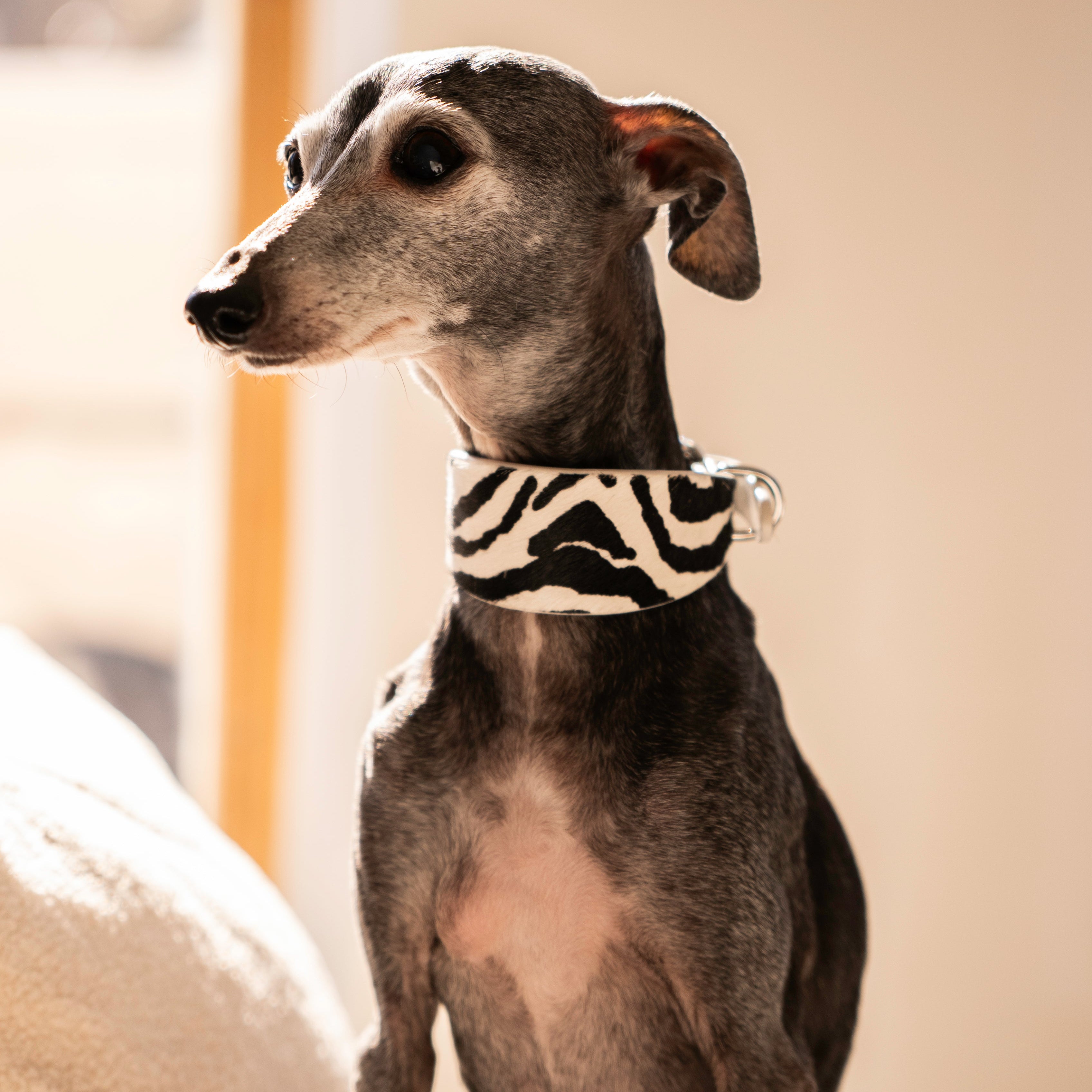 Zebra Hondenhalsband Breed